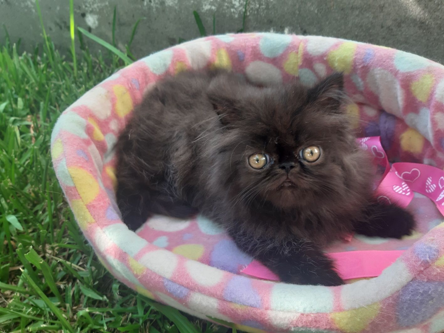 Gato persa preto