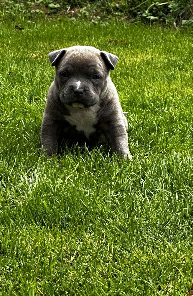 American Bully pocket