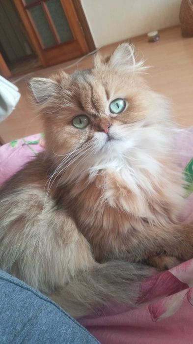 Кицька Гуччі з правом розведення