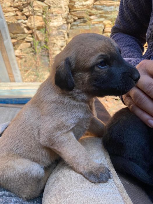 Cachorros à procura de um novo lar