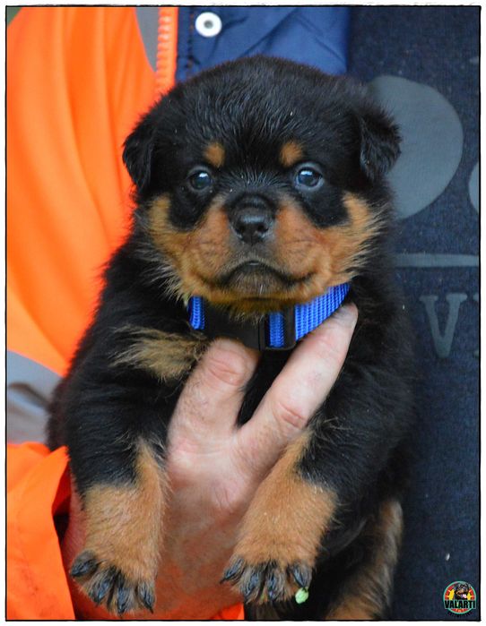 Rottweiler ZKwP/FCI - Suka - Rezerwacja
