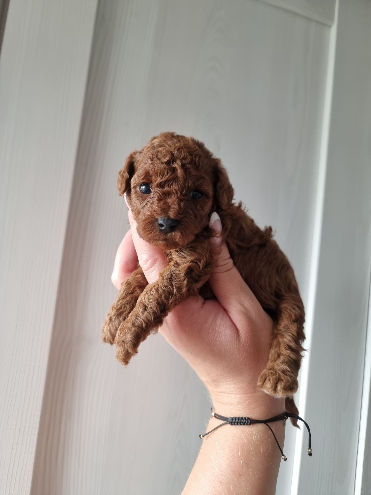 Pudel toy red suczka