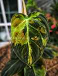 Philodendron Melanochrysum variegata filodendron melanochryzum