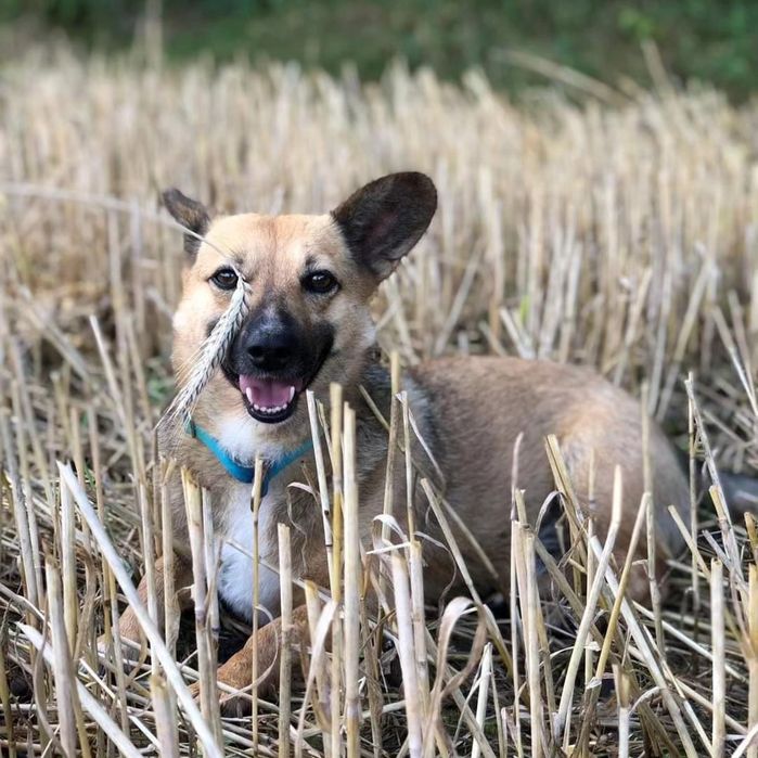 Edi szuka najlepszego domu