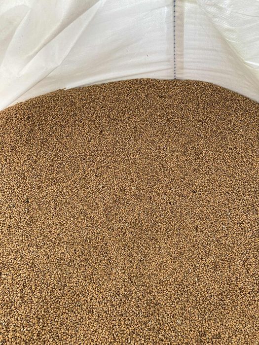 Pszenica ozima - sprzedam