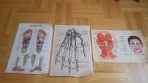 Plakaty anatomiczne cena za 3 sztuki 40 cmx60 cm