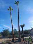 Palmeiras Washingtonia