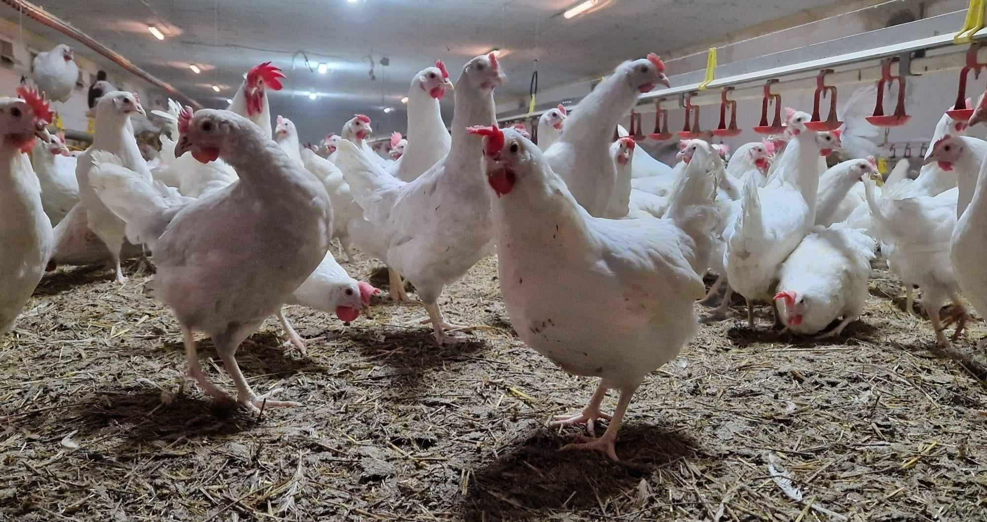 Kury kokoszki nioski Tetra biała jak leghorn dowieziemy