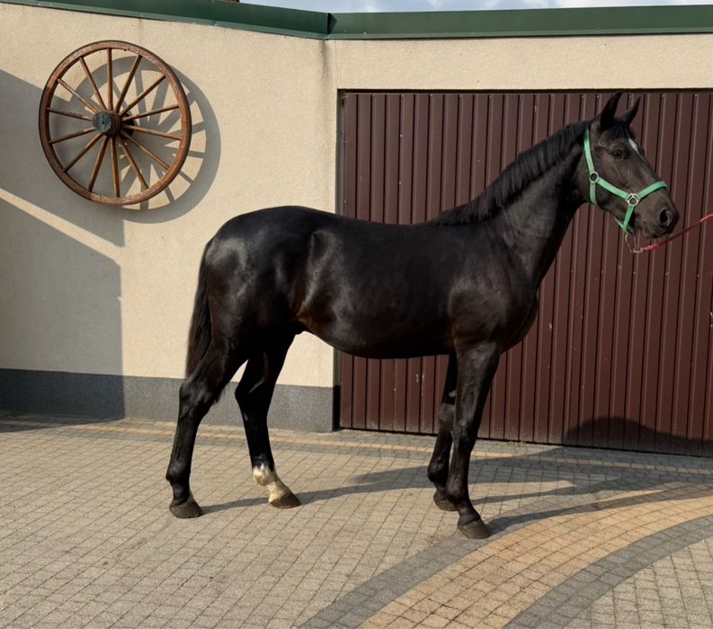 Kary ogierek rasy śl