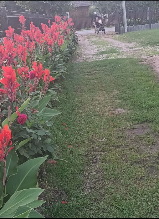 nasiona kanny paciorecznik