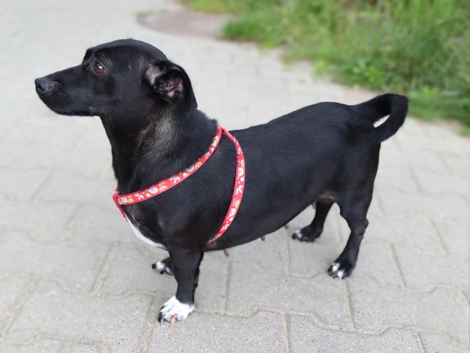 Sunia Bajka szuka domku