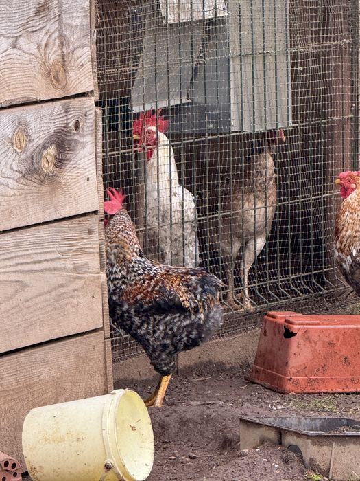 Galos dos ovos azuis