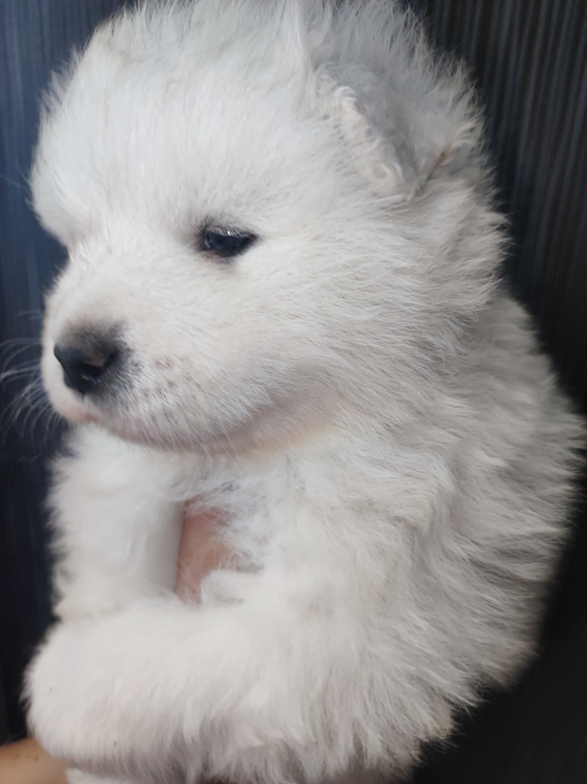 Samoyed FCI / ZKwP samojed śnieżnobiały