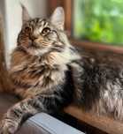 Kotki Maine Coon na kolanka