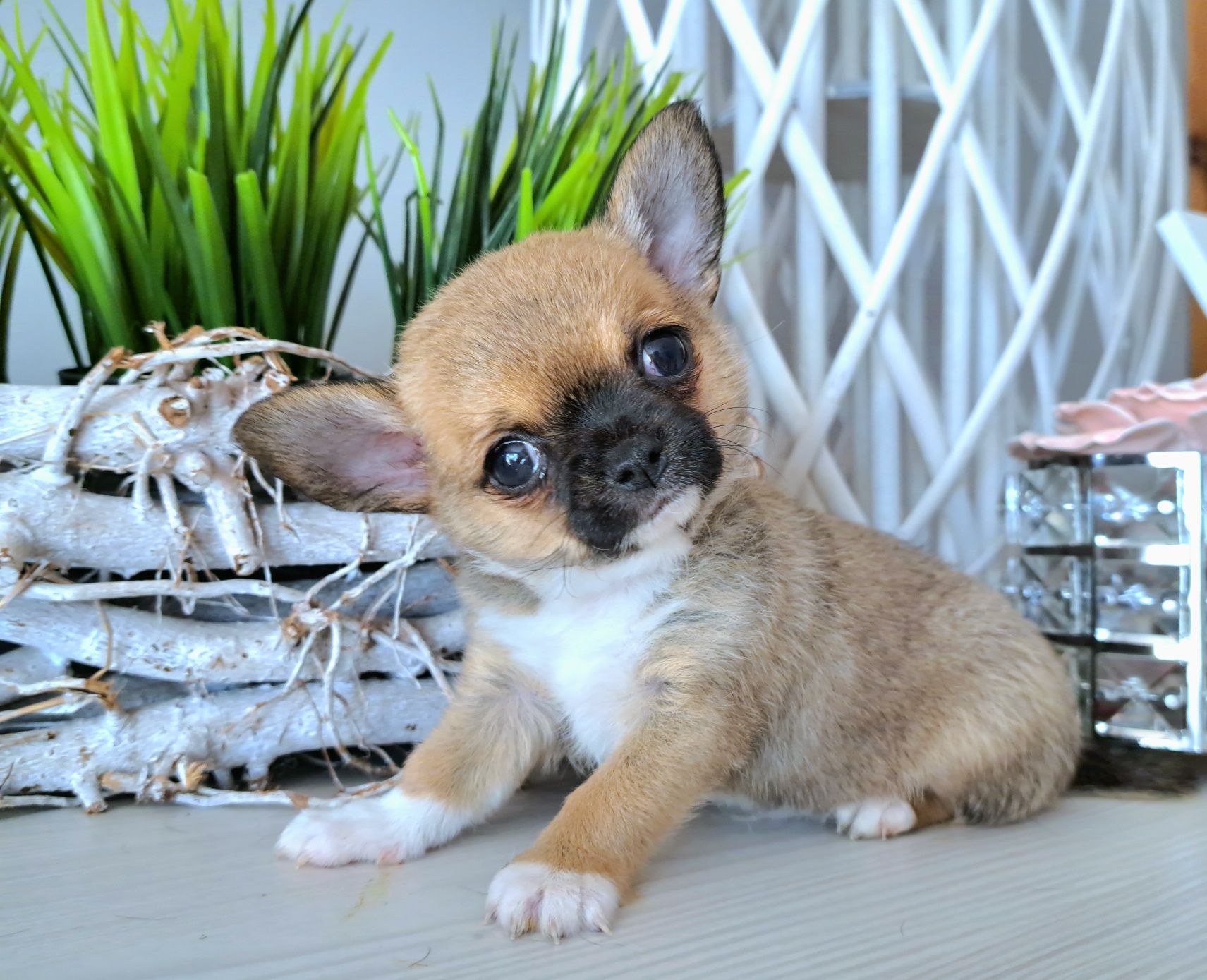 Maluszek Chihuahua krótkowłosy Do ODBIORU
