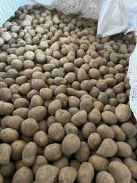 ziemniak gala kaliber sadzeniaka 30-40