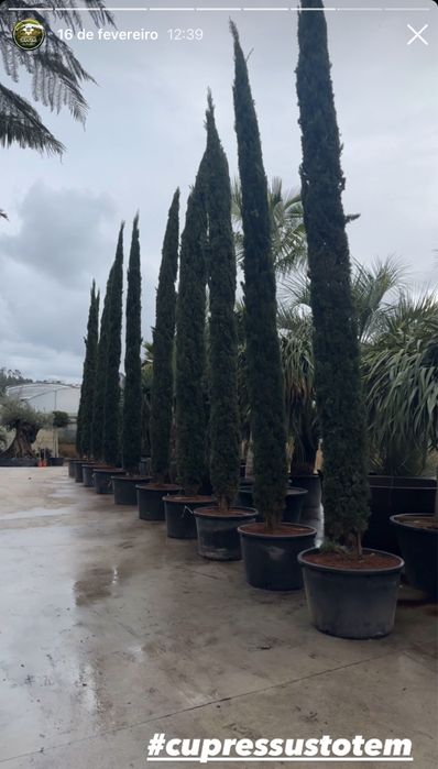 Cupressus Totem 100/600cm
