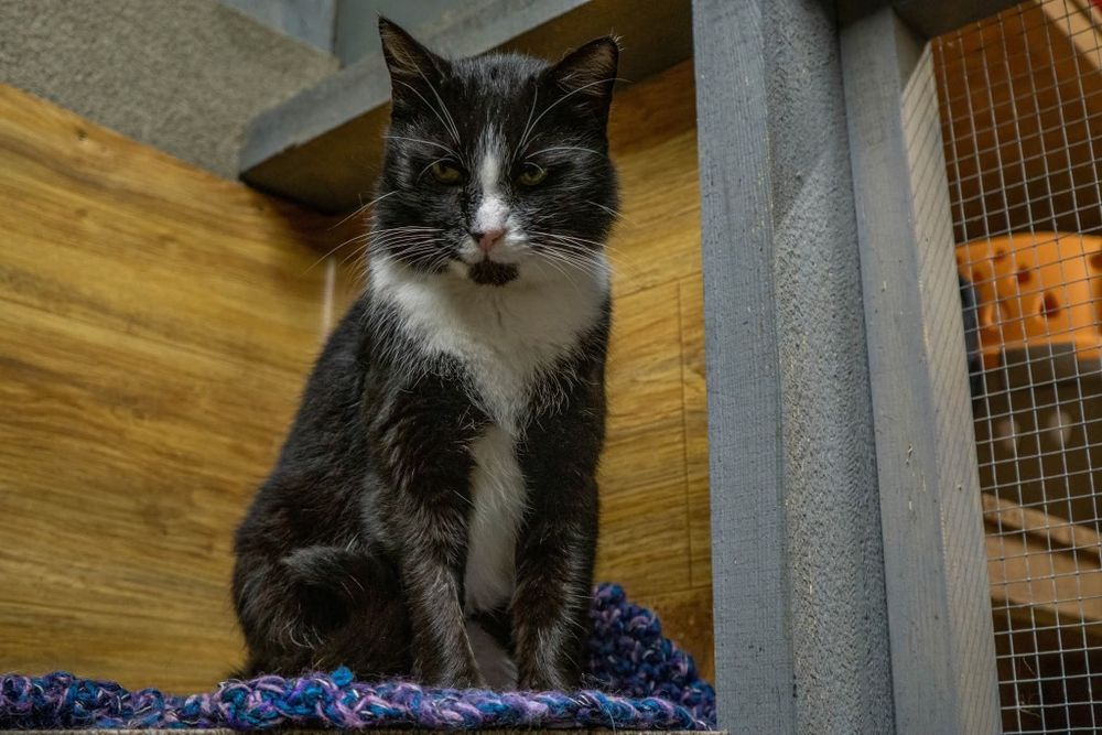 Rafiki, śliczny przyjacielski kot do adopcji