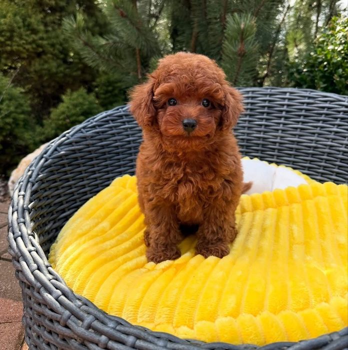 Малиш той.     пудель ред браун