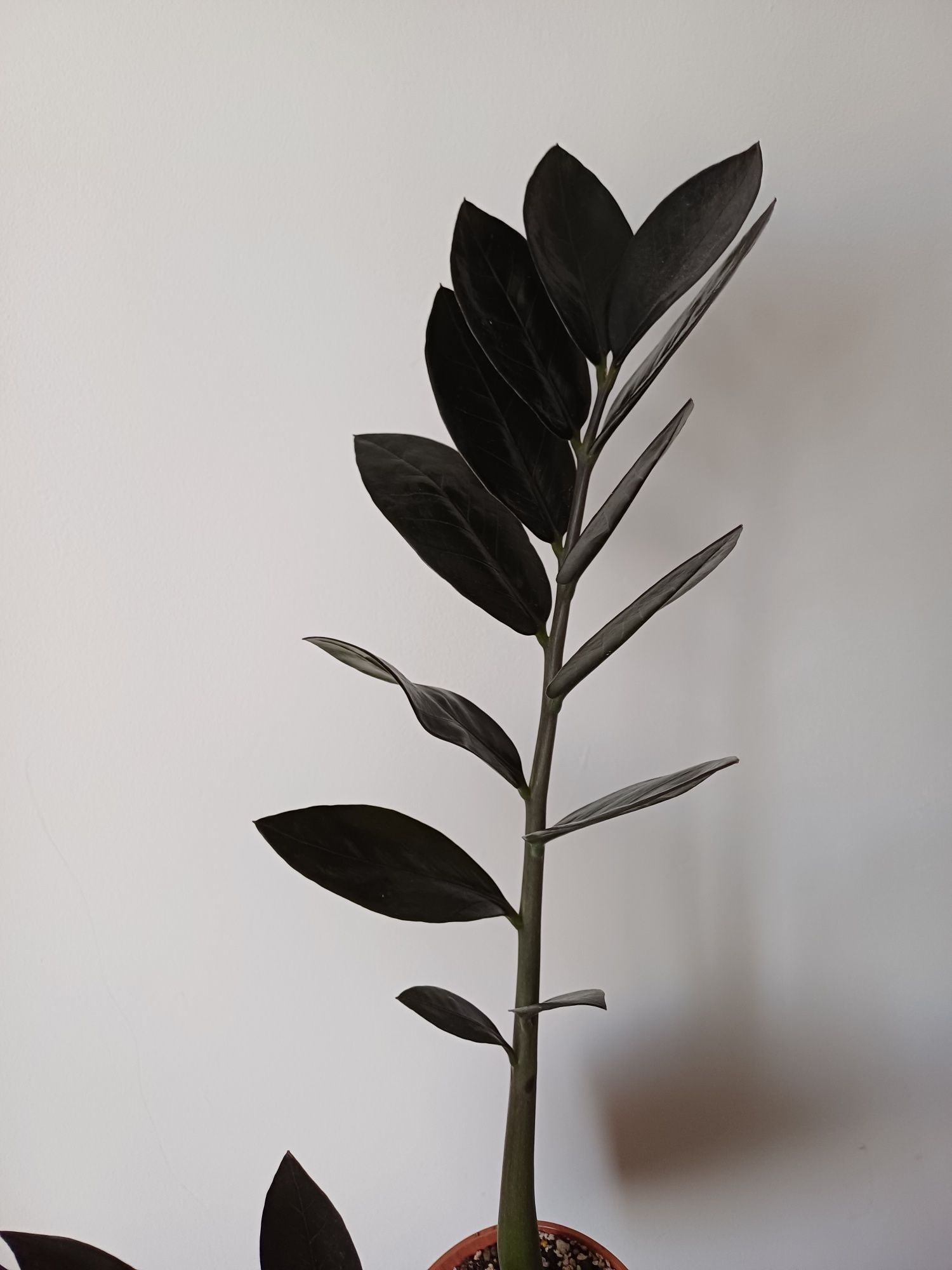 Zamiokulkas Raven 11 cm