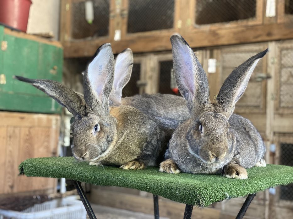 Olbrzym Belgijski i Olbrzym Srokacz z rodowodami