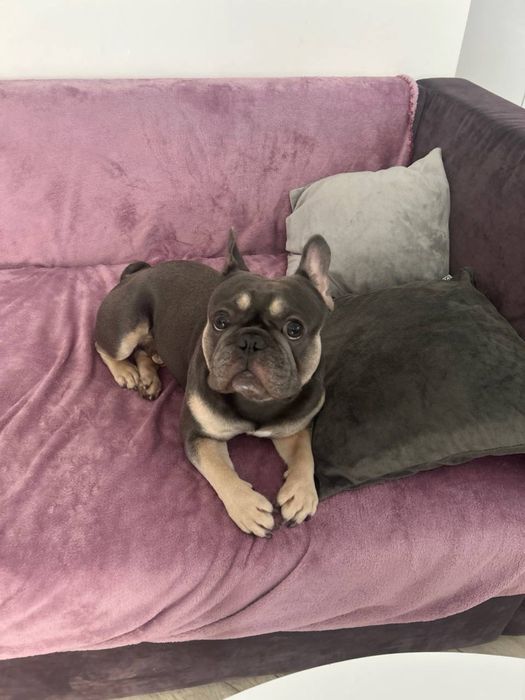 Вязка французский бульдог