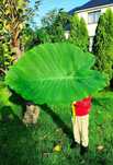 Colocasia, uszy słonia