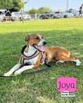 Cadela para adoção (Joya)