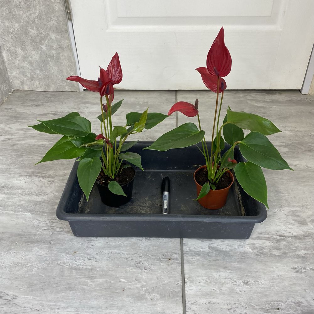 Антуріум Anthurium 'banderola Lava'