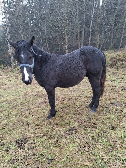 Sprzedam ogierka Śląskiego
