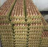 Инкубационные яйця Импорт , Украина