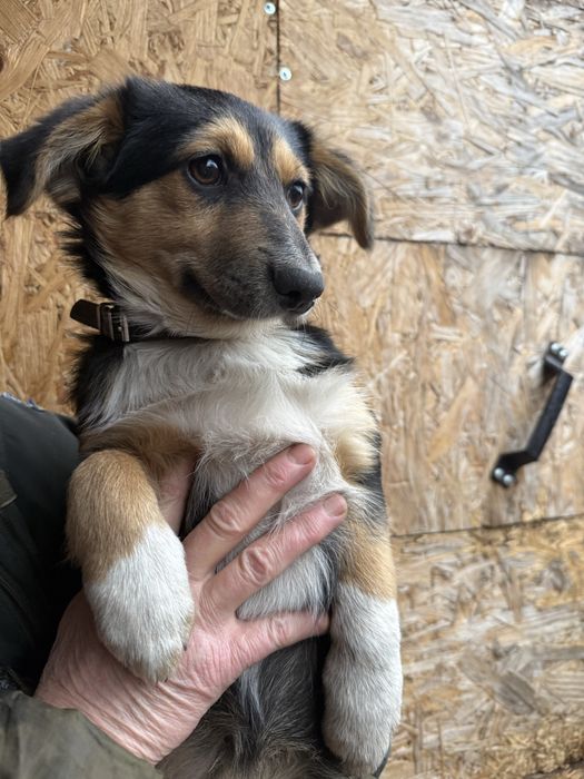 Вакциноване цуценя в добрі руки