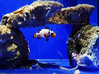 Akwarium morskie - Amphiprion Ocellaris Premium Frostbite