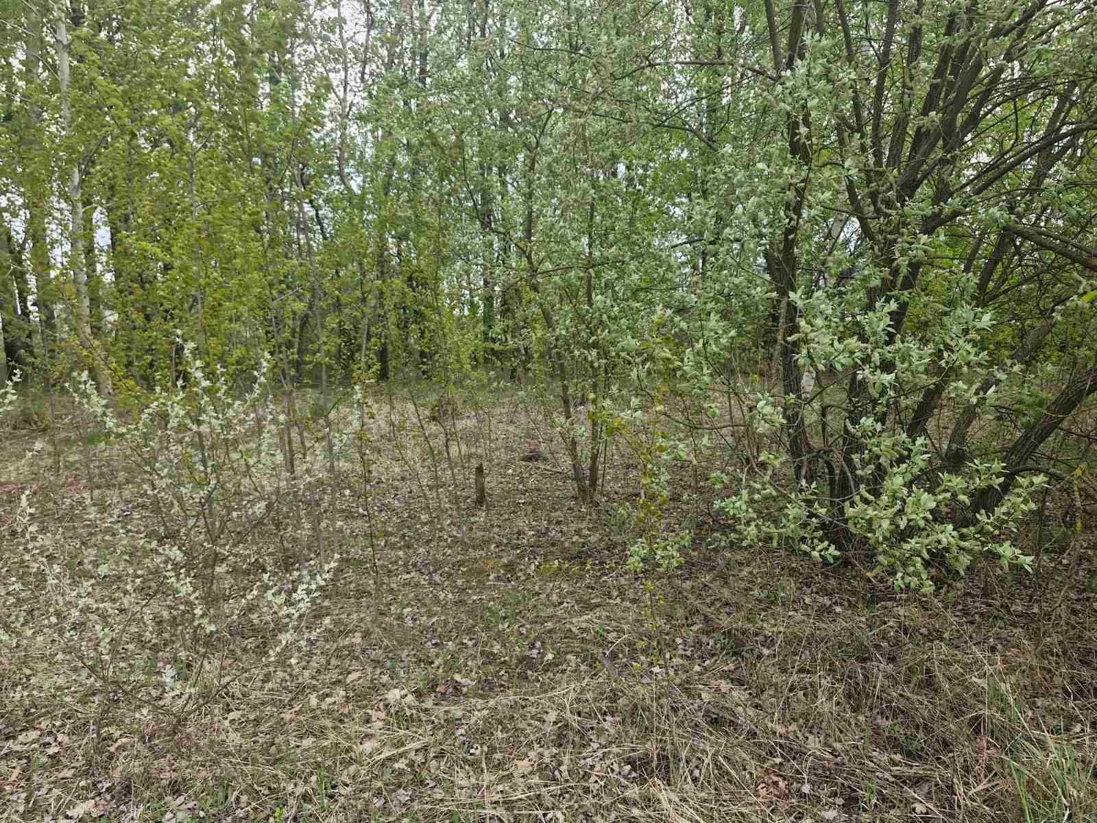Ділянка 8сот Хінчанка/Параджанова (26133956)