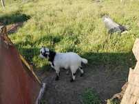 Cabras chibo raça anão