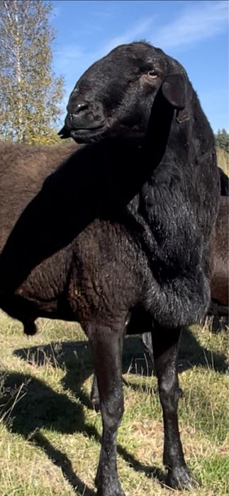 Продажа ягнят гиссарской породы баранов