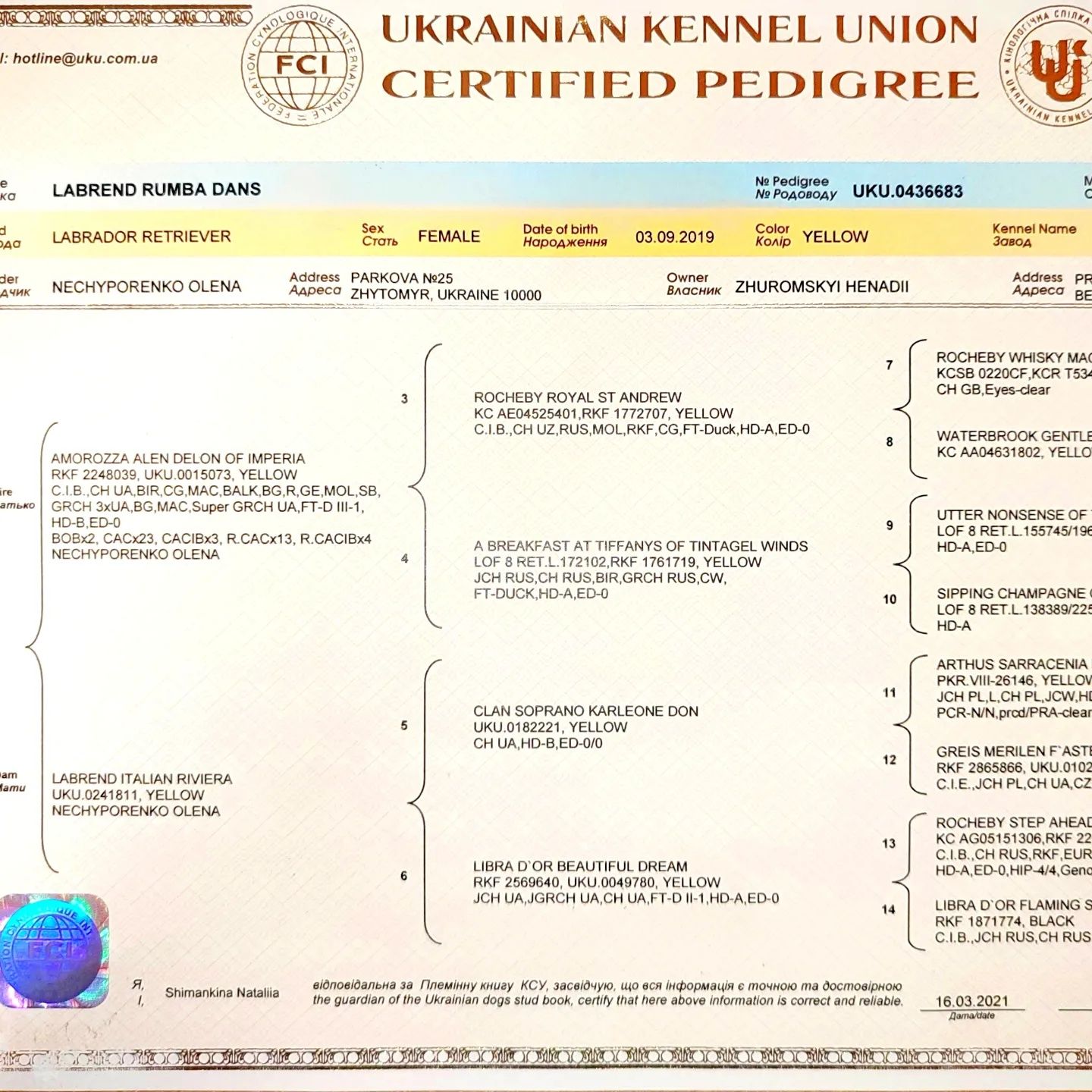 Лабрадор ретривер Хлопчик 8 місяців