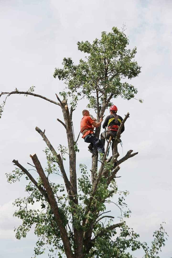Видалення аварійних дерев, Україна