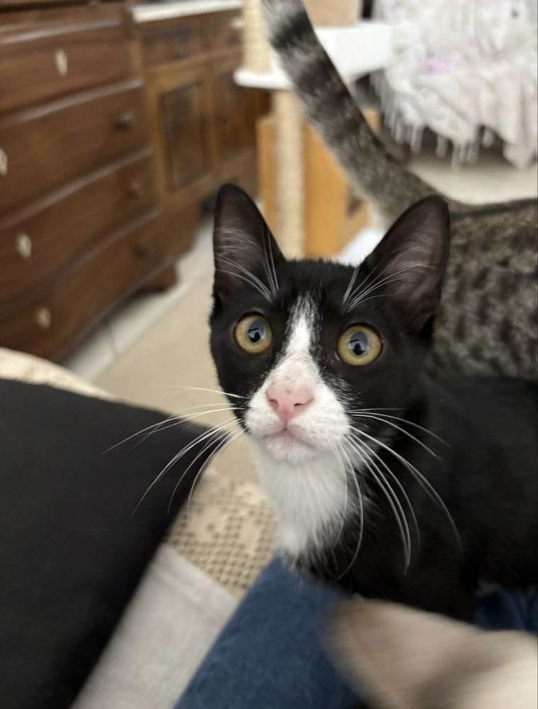 gatinho 3 meses para adoção responsável