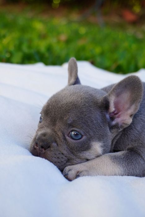 Buldog francês lilac tan