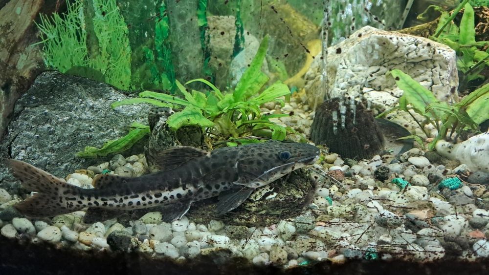 Sprzedam suma ok 20cm