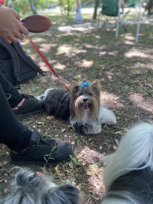 Вязка бивер йорка доки Ксу