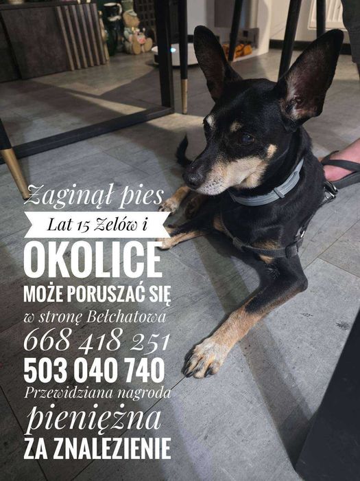 Szukamy Gustawa! Okolice Łobudzice/ Zelów