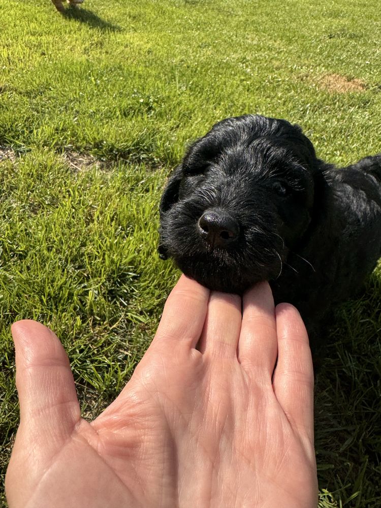 Golden Doodle f1 b