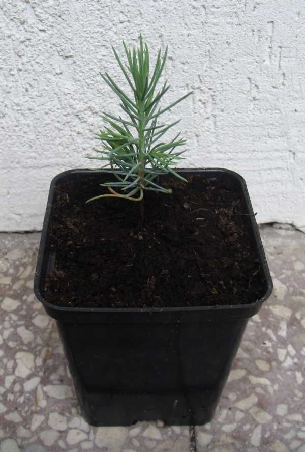 CEDR ATLASKI GLAUCA CEDRUS - sadzonki w doniczkach