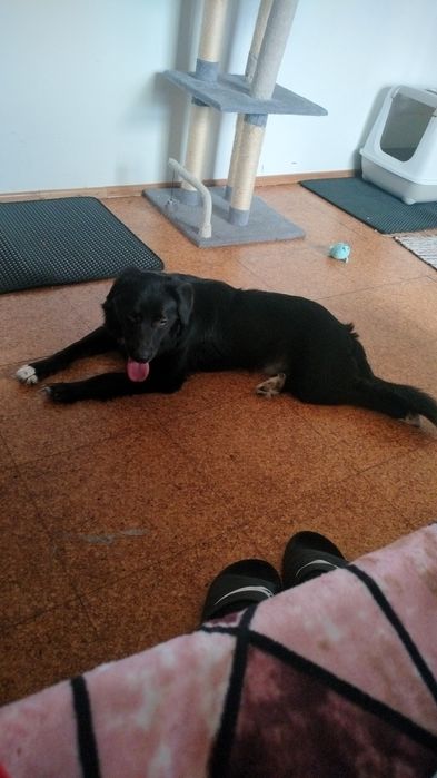 Cão para adoçao urgente