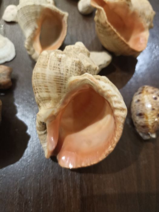 Продам ракушки для аквариума