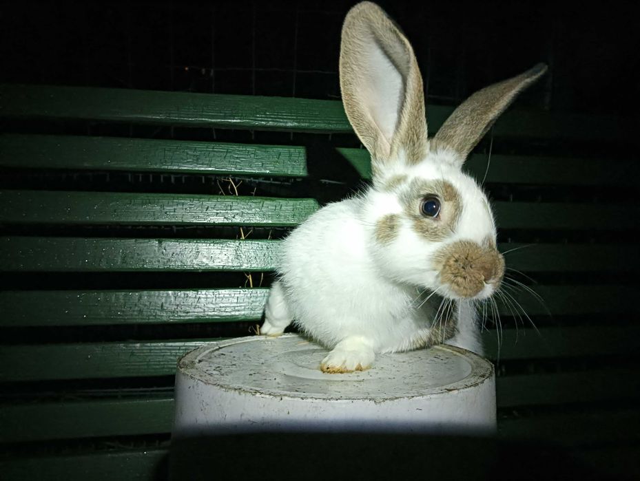 Królik samiec 3 miesięczny