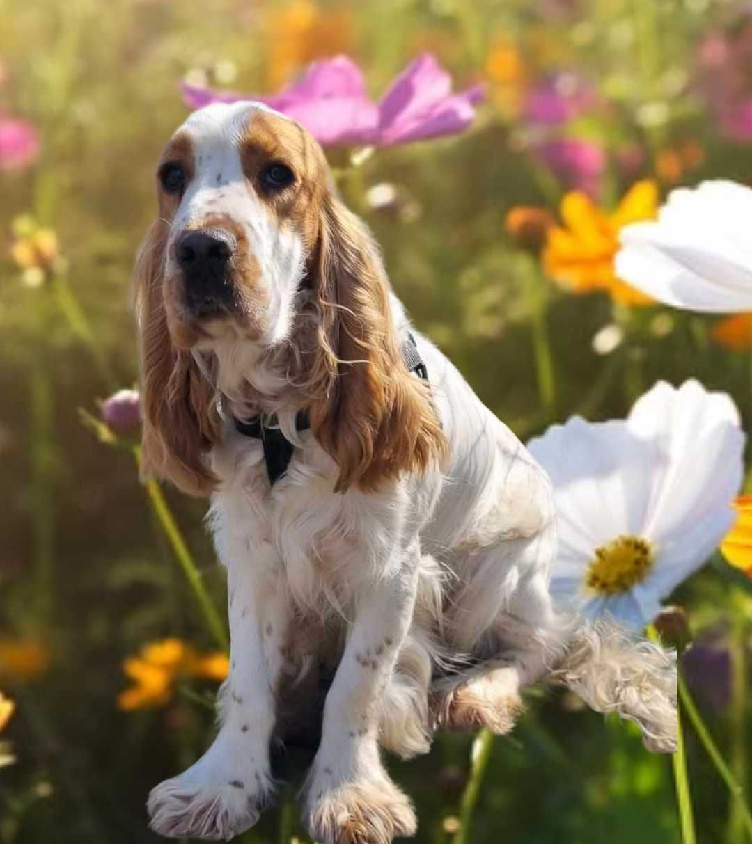 Reproduktor krycie cocker spaniel angielski