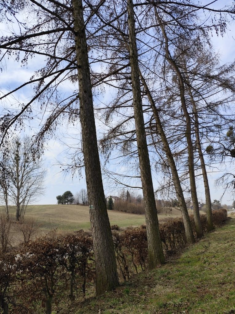 Sprzedam kłodę świerka,modrzew